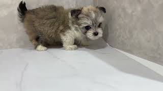 ハーフ犬の動画01