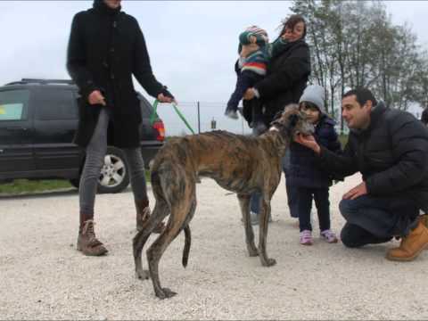 Arrivo Galgo 15 novembre 2014_Scooby Italia