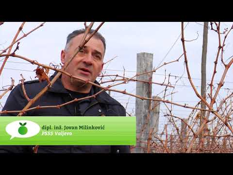Reč struke ep.149 30.01.2018. - Rezidba vinove loze
