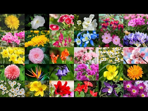 Learn the Names of 62 Common Flowers in English