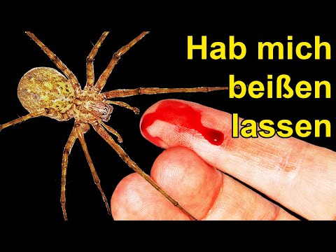 , title : 'Was passiert wenn Dich die größte Spinne Deutschlands beißt? (Selbst-Test)'