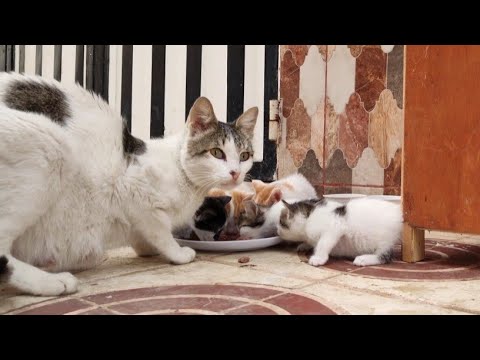 This Mother Cat Breastfeeds 8 Kittens So She Has Become Skinny.