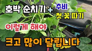 호박순치기 순치는이유 호박첫꽃따기 이렇게 해야 호박이 크고 많이 달립니다 단호박순치기 애호박순치기 맷돌호박순…