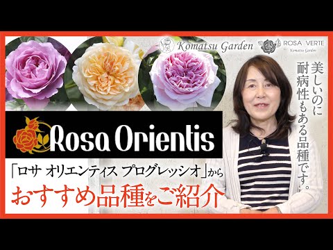 Rosa cymosaについて詳しく解説