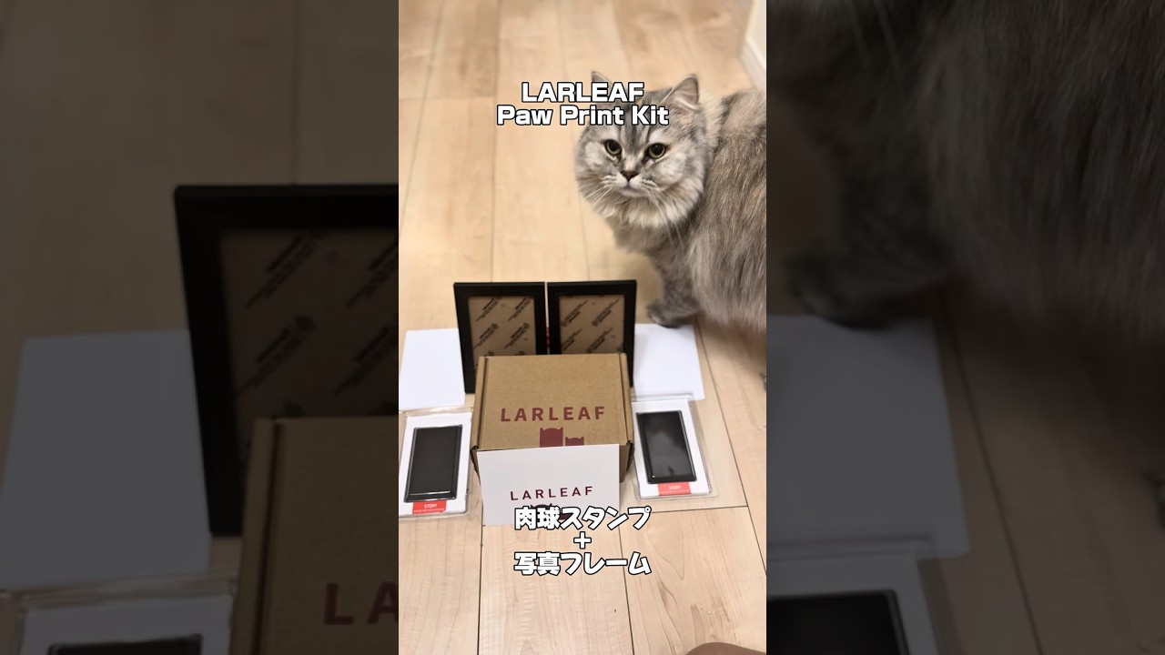 Gz★5,000views|肉球スタンプだニャ➰🐾(2回目)  | #larleaf #PawPrintKit #PR