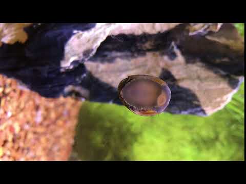 Snail thinks deep thoughts