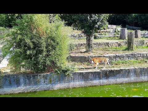 Best Tourist Attractions you MUST SEE in Vigo, Spain | 2019