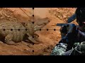 Best Of Crocodile Hunting Top Kill Shot Compilation Ultimate Killing Crocodile Crocodile Attack