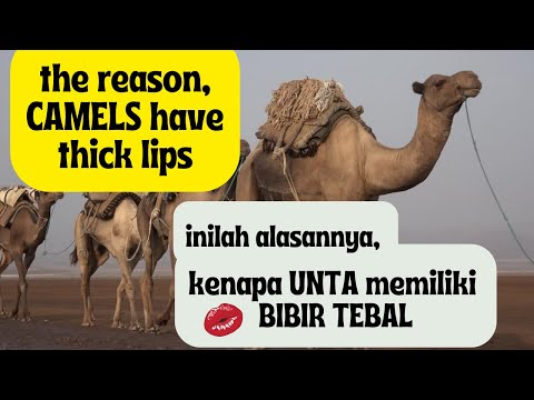 Why do Camels have THICK LIPS