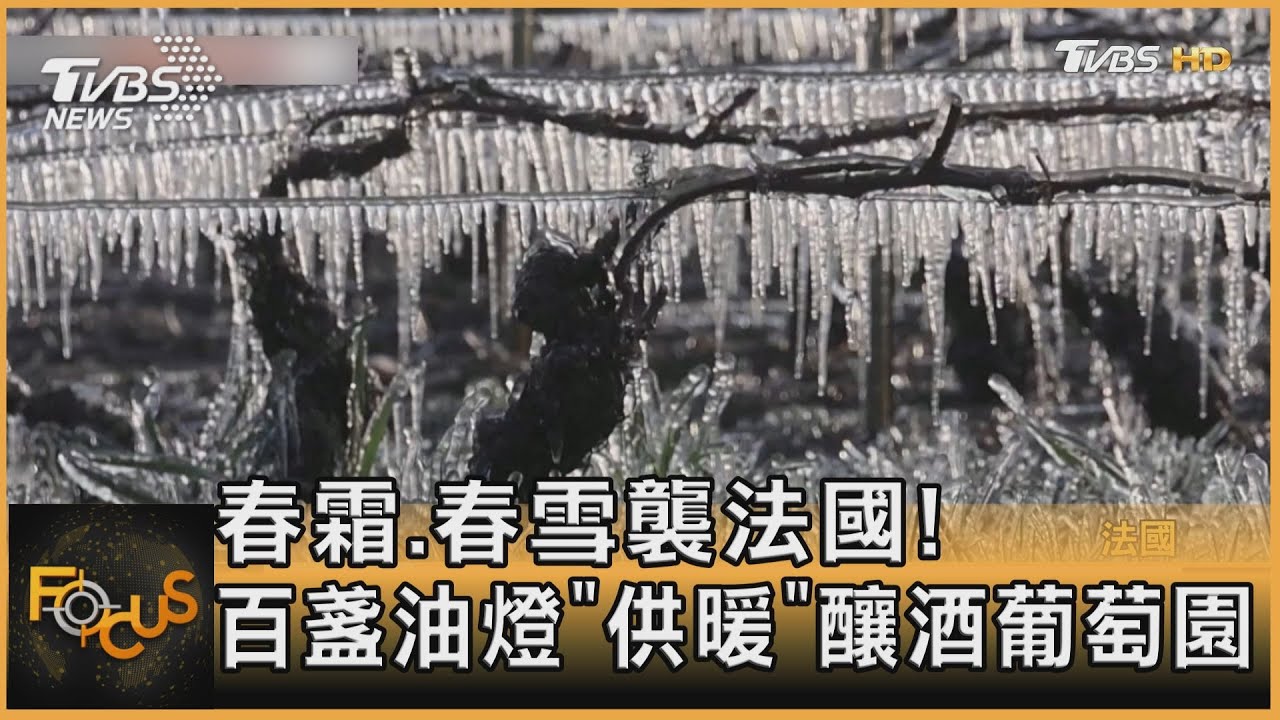 春霜.春雪襲法國! 百盞油燈「供暖」釀酒葡萄園