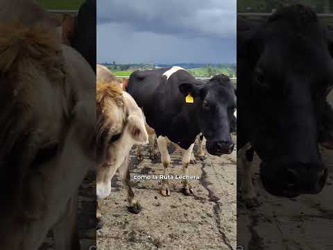 La famosa ruta lechera de Antioquía.⛪🐄🐮🥛#rutalechera #entrerrios