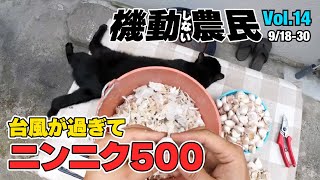 台風が過ぎ「ニンニク500超えな」２週間っ！