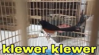 Download lagu Edan Ekor 24 Cuma 3 Juta mp3 Download lagu Edan Ekor 24 Cuma 3 Juta mp3