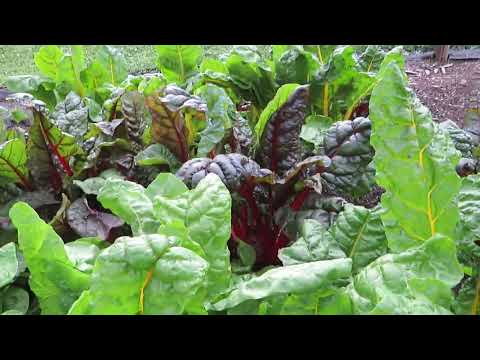 Growing Swiss Chard: The Perfect Garden Green