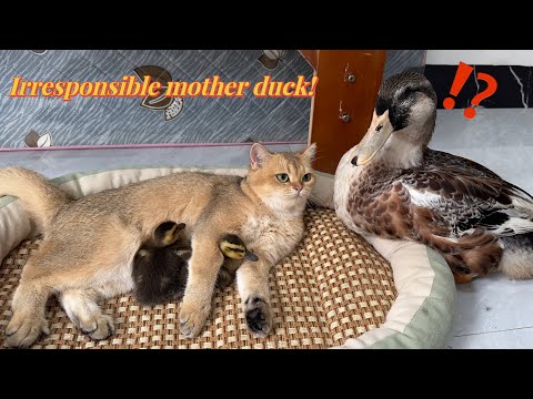 The irresponsible mother duck actually brought two ducklings to the cute cat to help raise them!😂