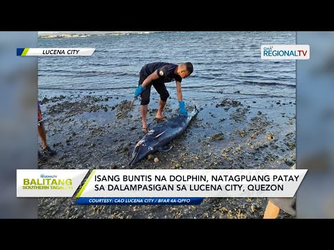 Balitang Southern Tagalog: Isang buntis na dolphin, natagpuang patay sa dalampasigan sa Lucena City
