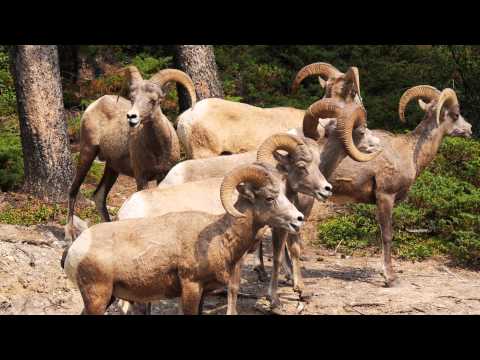 150803 Mule Deer and Bighorn Sheep