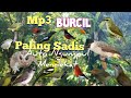 Suara Pikat Burcil Ribut Paling Sadis