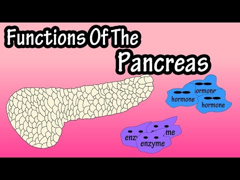 What Is The Pancreas - Functions Of The Pancreas - What Does The Pancreas Do