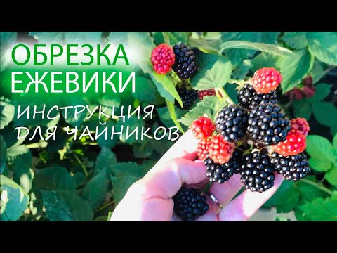 ОБРЕЗКА ЕЖЕВИКИ | ИНСТРУКЦИЯ ДЛЯ ЧАЙНИКОВ