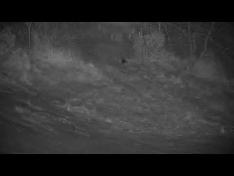 Djuma: Small Antelope getting drink at the dam - 21:47 - 08/22/21
