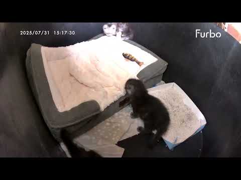 Meet Rowena, Sam and Dean