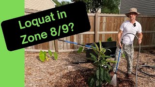 Sunshine and Sweet Treats: Planting a Loquat Bush in Zones 8-9!