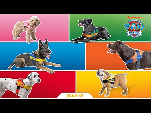 Hoe pas je het JK9 Paw Patrol tuig