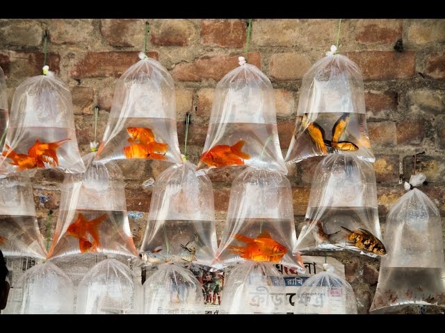 Aquarium Fish Market of Kolkata Galiff Street.