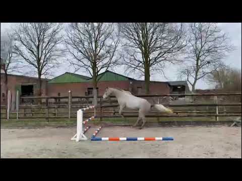 N Birgit VHS (v.Cornetino x Zirocco Blue VDL) || EXTRA video @ home