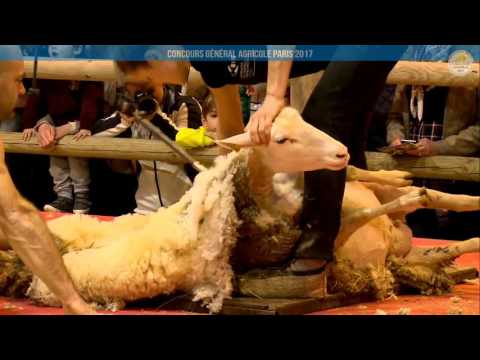 Voir la vidéo : Ring Ovins et Caprins du 04 mars 2017, partie 1