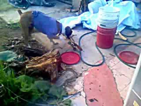 A la perrita no le gusta el Skate