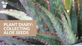 Plant Diary: How to Collect Aloe Seeds