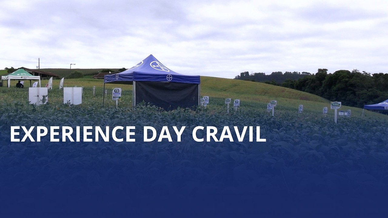 Experience Day. Evento da Cravil voltado a cultura da soja é realizado em Chapadão do Lageado