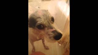 Trees and Flowers by Dum Dum Girls