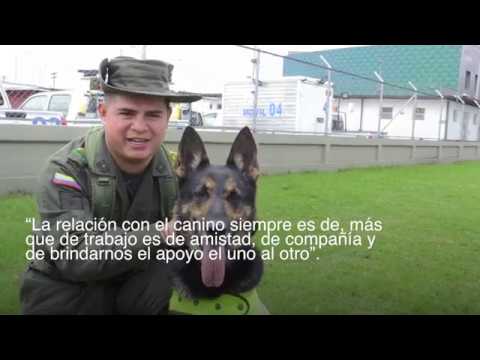 Narcos contra los perros