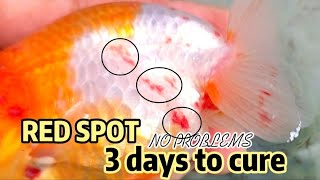 HOW TO GET RID of red spot of GOLDFISH in just 3 days || Red Spot treatment