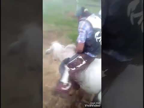 Paulo Bezera Vs Touro Explosivo da Cia J.M