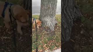 Video preview image #1 Mutt Puppy For Sale in Minneapolis, MN, USA