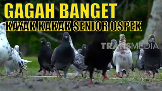 Download lagu Lebih Mengenal Burung Merpati si Jawara Terbang | SI OTAN (12/03/20) mp3