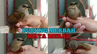 Download lagu Burung Merbah Mata Merah Suaranya Cocok Dijadikan Masteran mp3