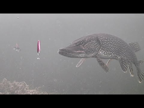 Isfiskeri med kamera under isen