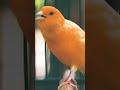 Écoute ce Canari Chanter  Le Plus Beau Chant d'Oiseau ! #ChantDeCanari #Oiseaux #NatureSounds#Shorts