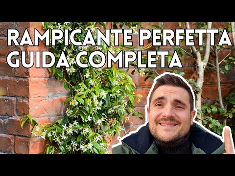 GUIDA ALLA SCELTA DELLA RAMPICANTE PERFETTA