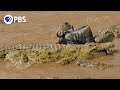 Wildebeest Cross Crocodile Infested Water