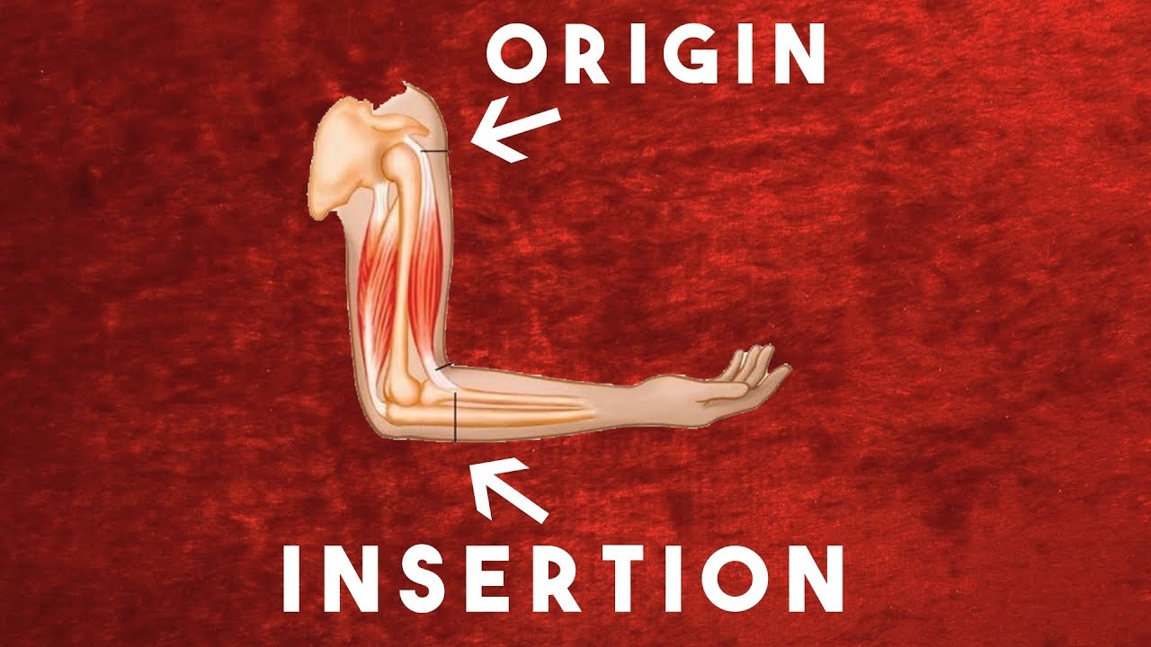 What Are Origin And Insertion Points?