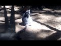 Нашелся король Джулиан из м-ф Мадагаскар 