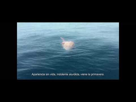 LUMEN TERRAE-Trailer Spanish Subtitles