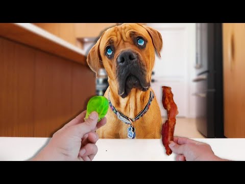 Blind Dog Reviews Foods | Kobe Kanaka Taste Test