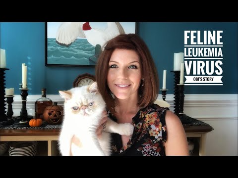 Feline Leukemia Virus - Obi’s Story